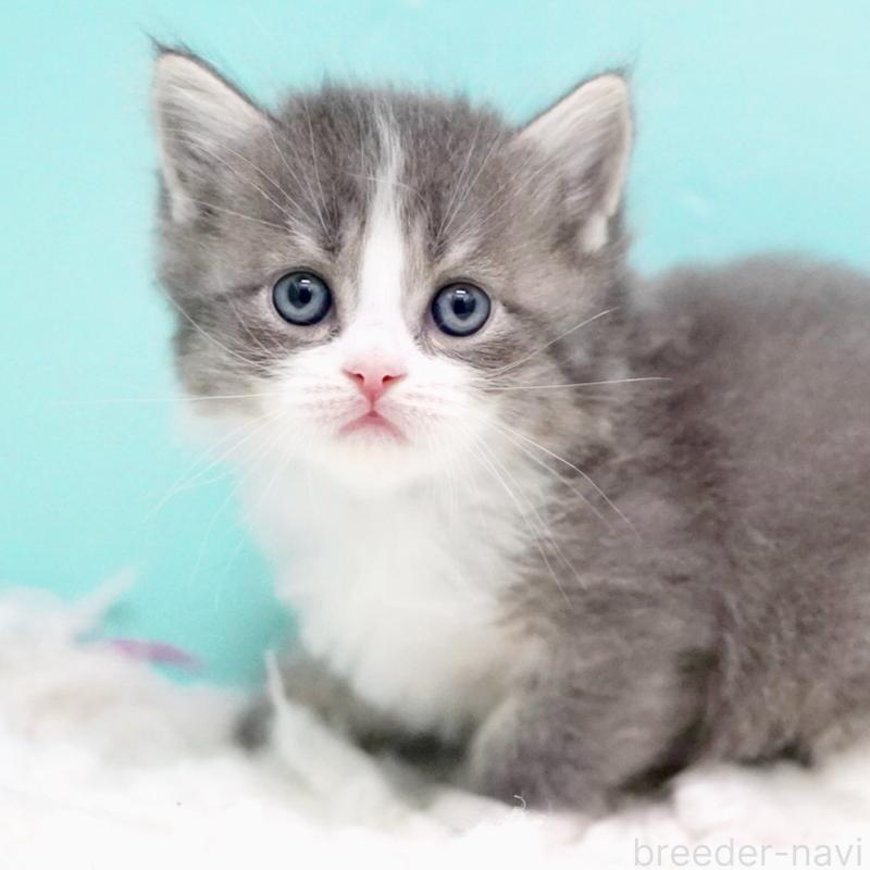 販売中の東京都のサイベリアン-133320の3枚目