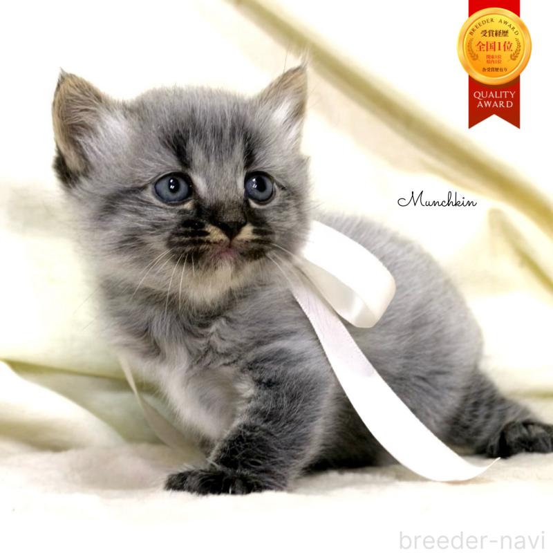 販売中の栃木県のマンチカン-133321