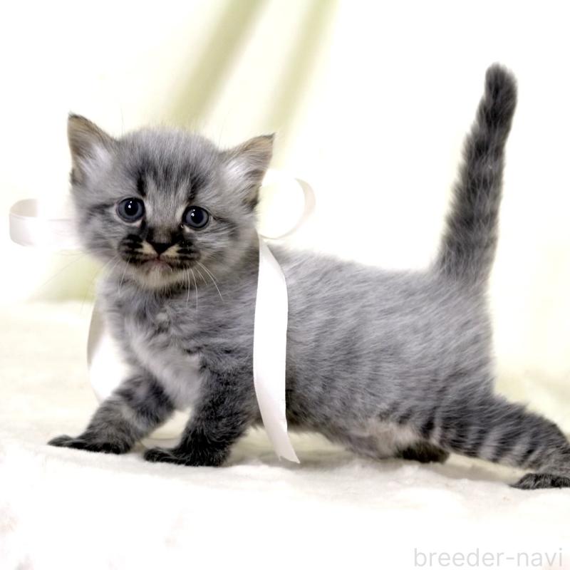 販売中の栃木県のマンチカン-133321の9枚目