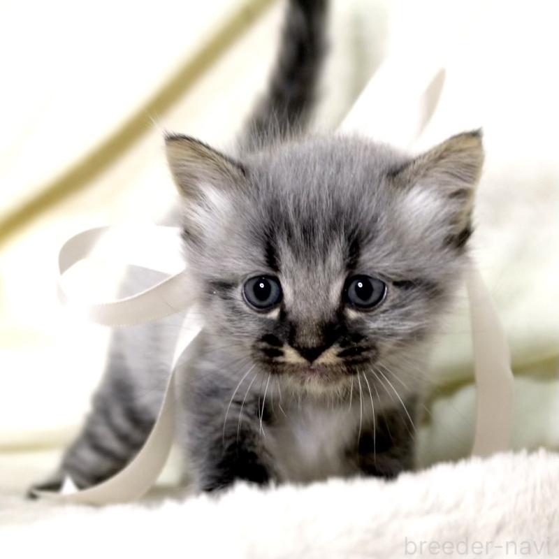 販売中の栃木県のマンチカン-133321の8枚目