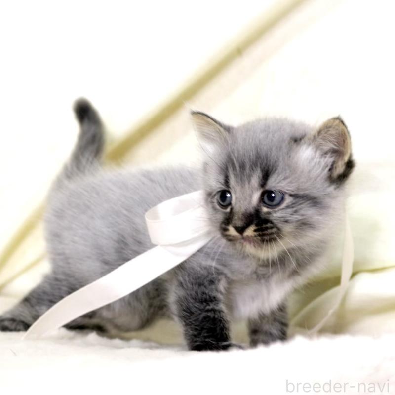 販売中の栃木県のマンチカン-133321の6枚目