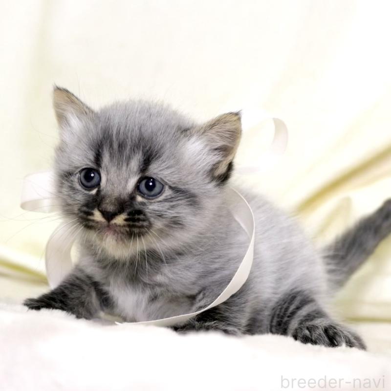 販売中の栃木県のマンチカン-133321の5枚目