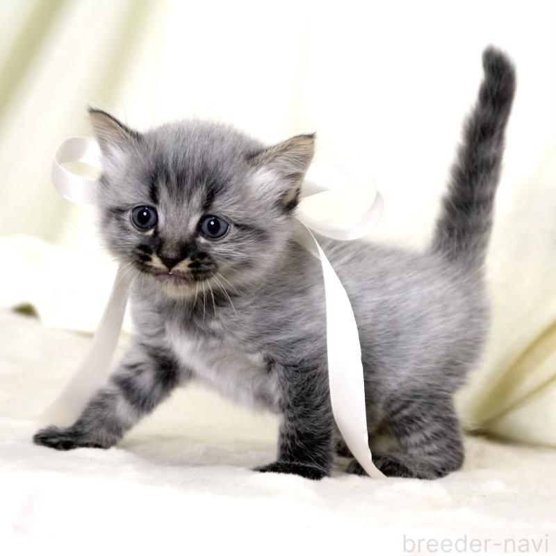 販売中の栃木県のマンチカン-133321の4枚目