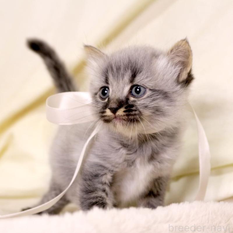 販売中の栃木県のマンチカン-133321の3枚目