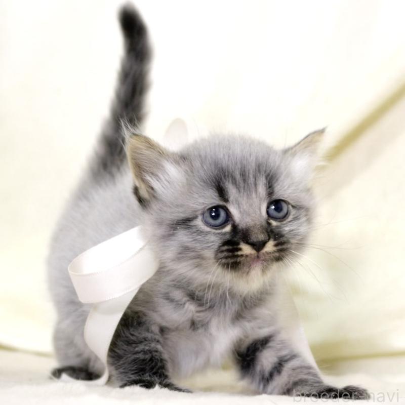 販売中の栃木県のマンチカン-133321の2枚目