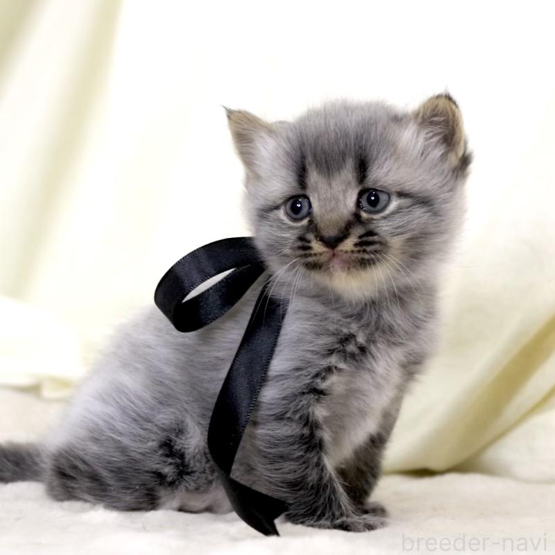 販売中の栃木県のマンチカン-133322の10枚目