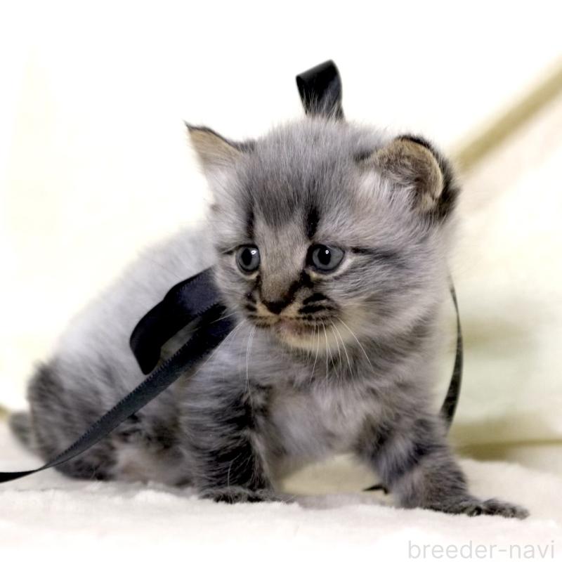 販売中の栃木県のマンチカン-133322の8枚目