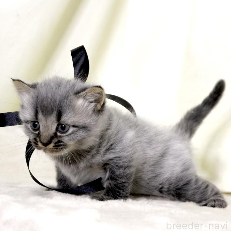 販売中の栃木県のマンチカン-133322の7枚目