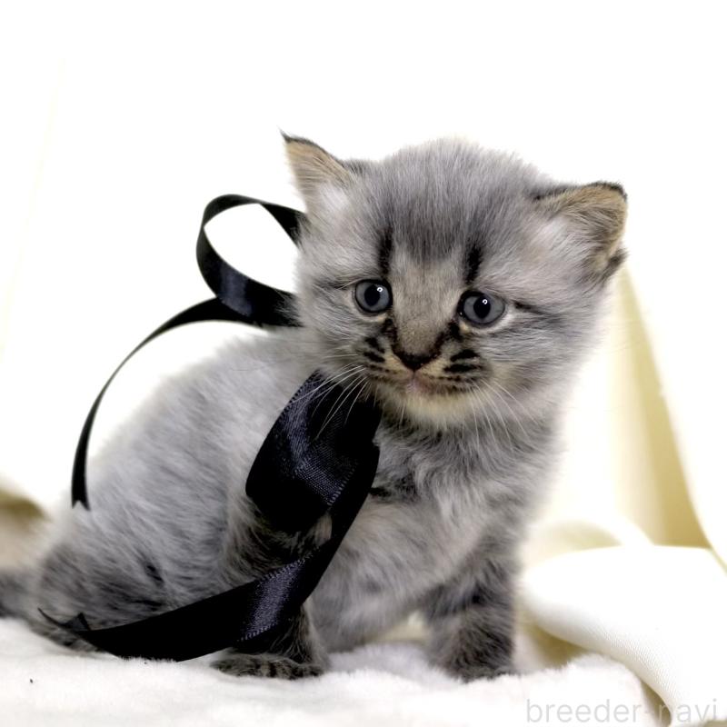 販売中の栃木県のマンチカン-133322の6枚目