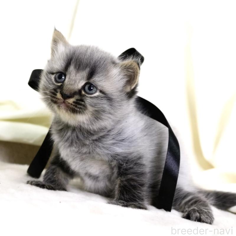 販売中の栃木県のマンチカン-133322の5枚目