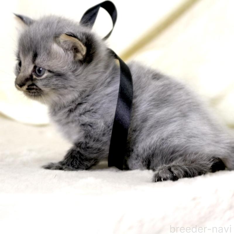 販売中の栃木県のマンチカン-133322の2枚目