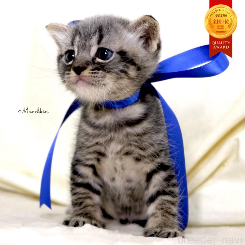 販売中の栃木県のマンチカン-133323