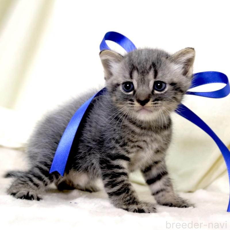 販売中の栃木県のマンチカン-133323の10枚目