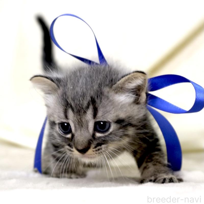 販売中の栃木県のマンチカン-133323の9枚目