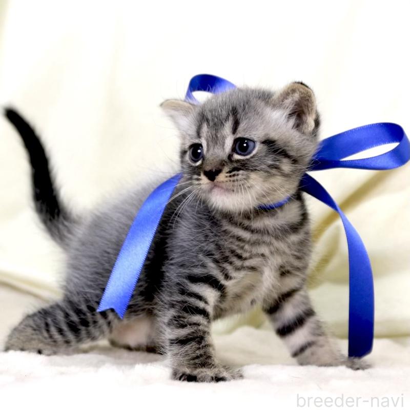 販売中の栃木県のマンチカン-133323の8枚目