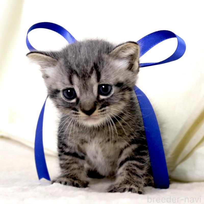 販売中の栃木県のマンチカン-133323の7枚目