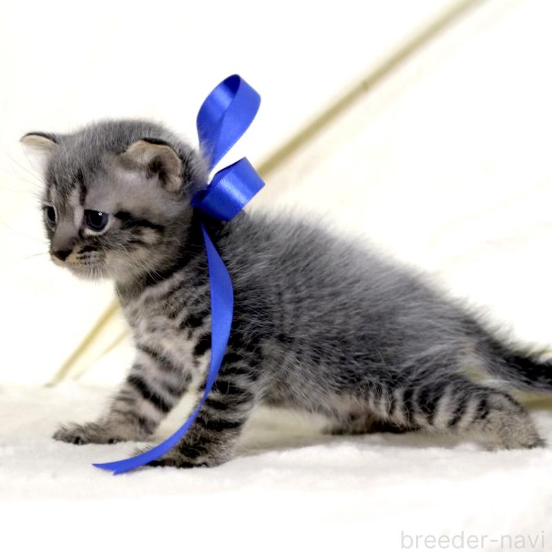 販売中の栃木県のマンチカン-133323の6枚目