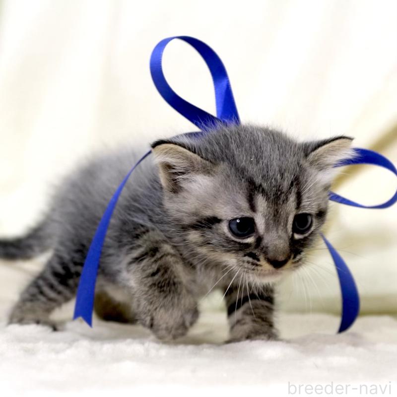 販売中の栃木県のマンチカン-133323の5枚目