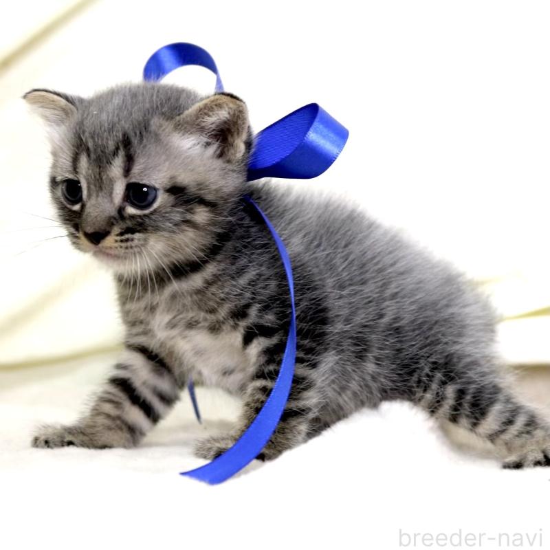 販売中の栃木県のマンチカン-133323の4枚目