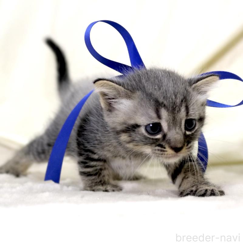 販売中の栃木県のマンチカン-133323の3枚目