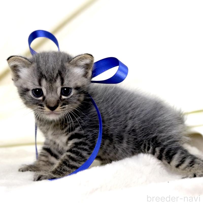 販売中の栃木県のマンチカン-133323の2枚目