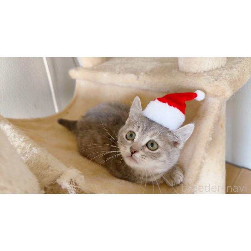 商談中の群馬県のマンチカン(短足)-130382の2枚目