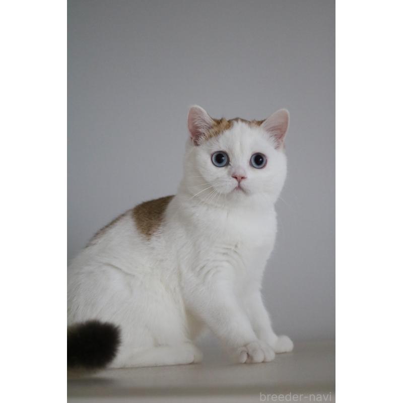 販売中の愛知県のスコティッシュストレート-125505の5枚目