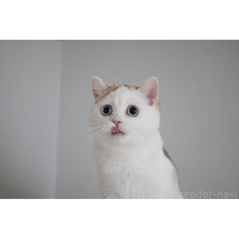 販売中の愛知県のスコティッシュストレート-125505の4枚目