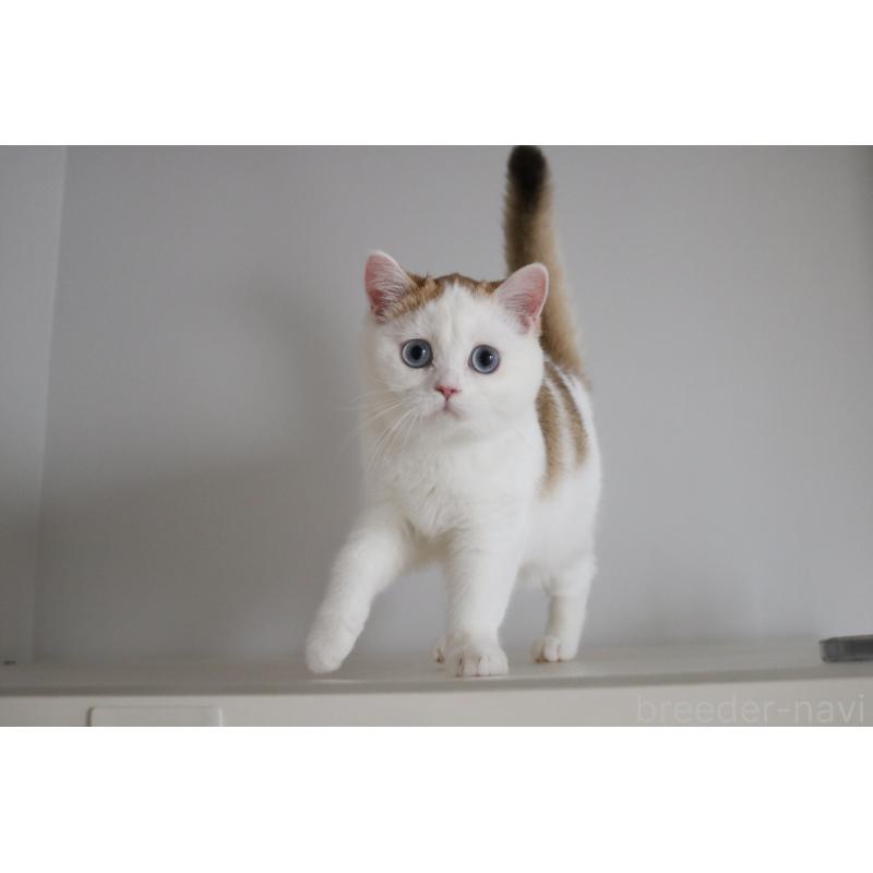 販売中の愛知県のスコティッシュストレート-125505の2枚目