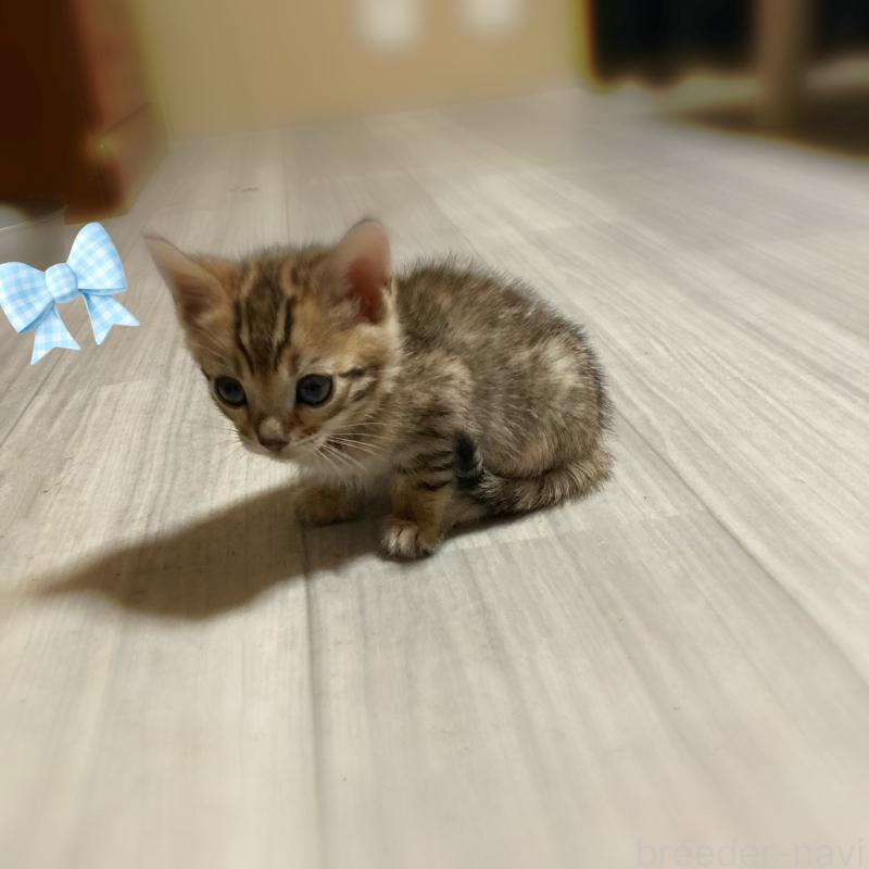 販売中の福岡県のベンガル-133298の1枚目