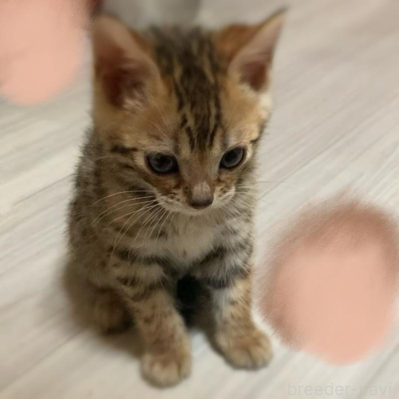 販売中の福岡県のベンガル-133298の6枚目