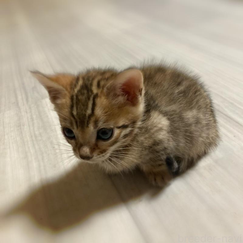 販売中の福岡県のベンガル-133298の5枚目