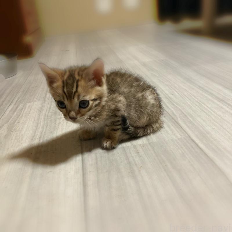 販売中の福岡県のベンガル-133298の4枚目