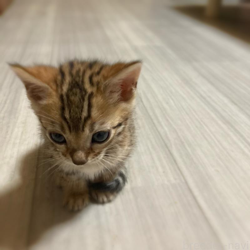 販売中の福岡県のベンガル-133298の2枚目