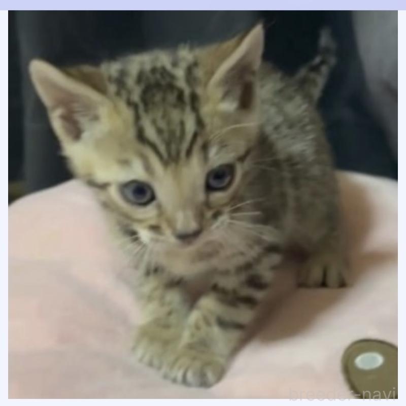 販売中の福岡県のベンガル-133299