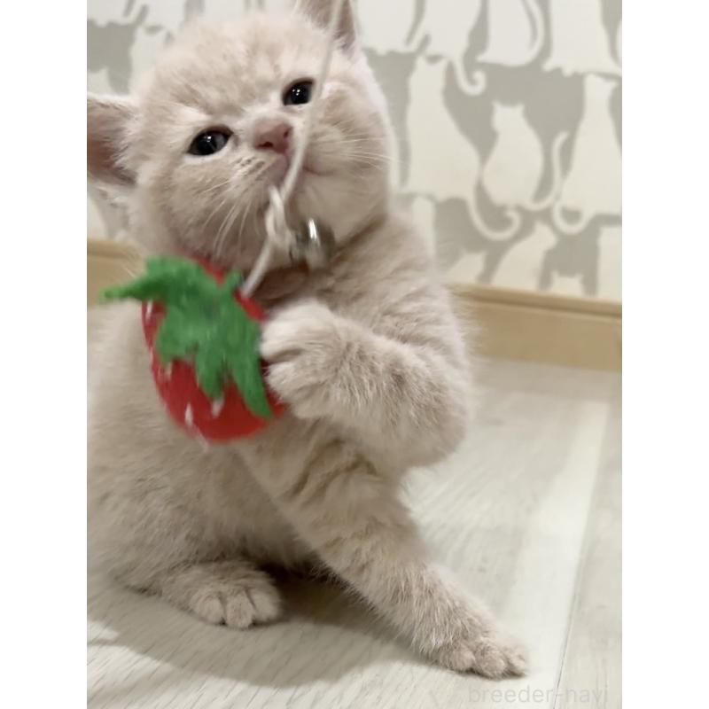 成約済の愛知県のスコティッシュフォールド-132374の2枚目