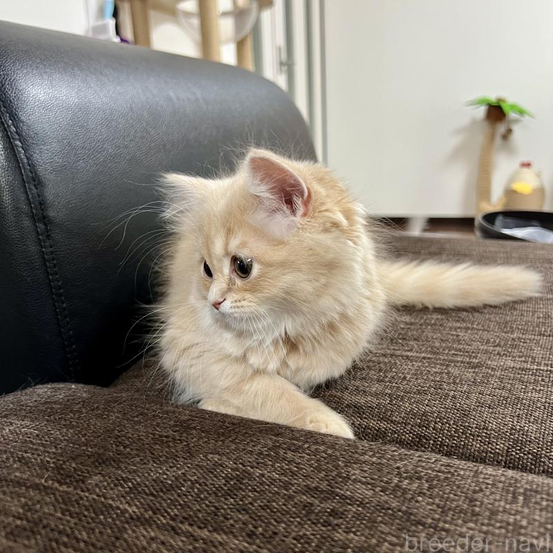 販売中の三重県のスコティッシュフォールド-129920の4枚目