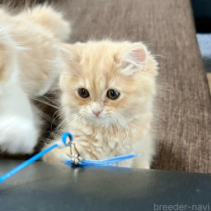 販売中の三重県のスコティッシュフォールド-129920の3枚目