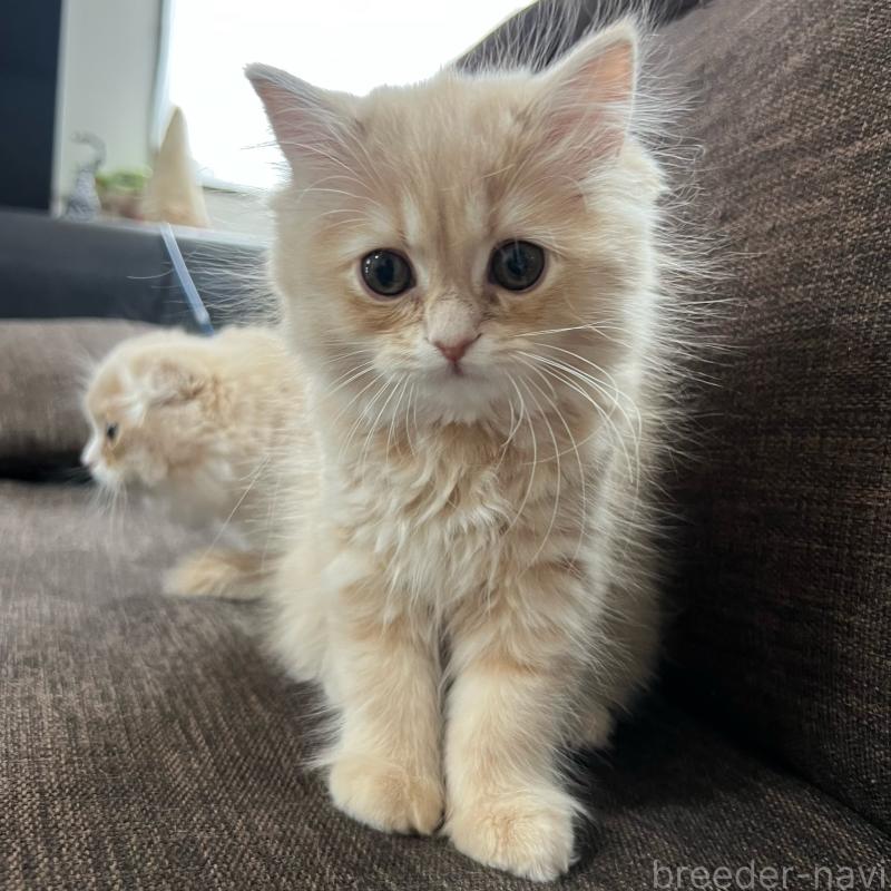 販売中の三重県のスコティッシュフォールド-129920の2枚目