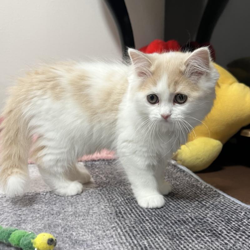 販売中の三重県のスコティッシュフォールド-129919の8枚目