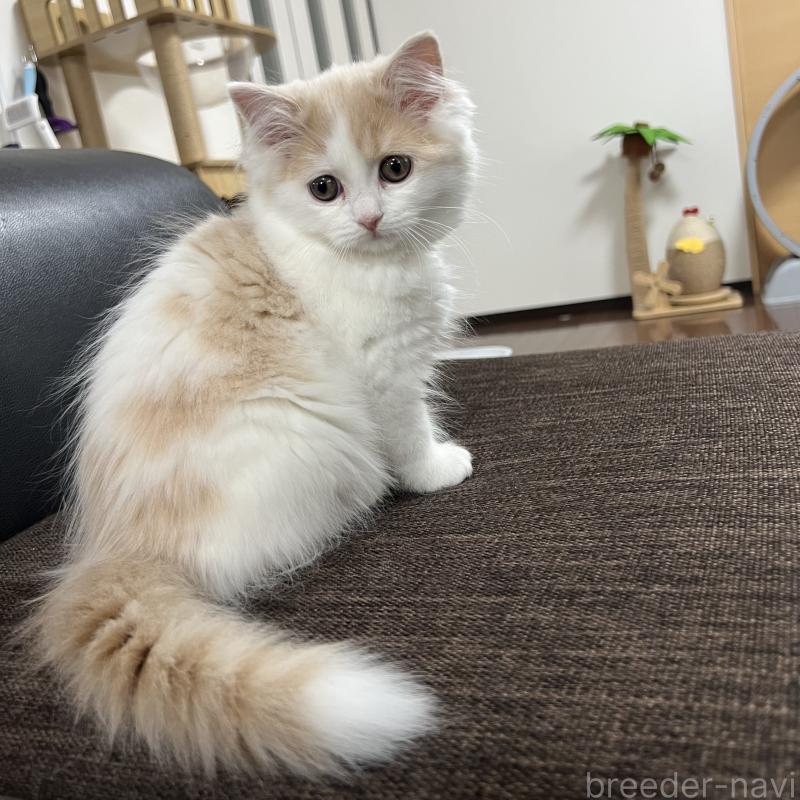 販売中の三重県のスコティッシュフォールド-129919の7枚目