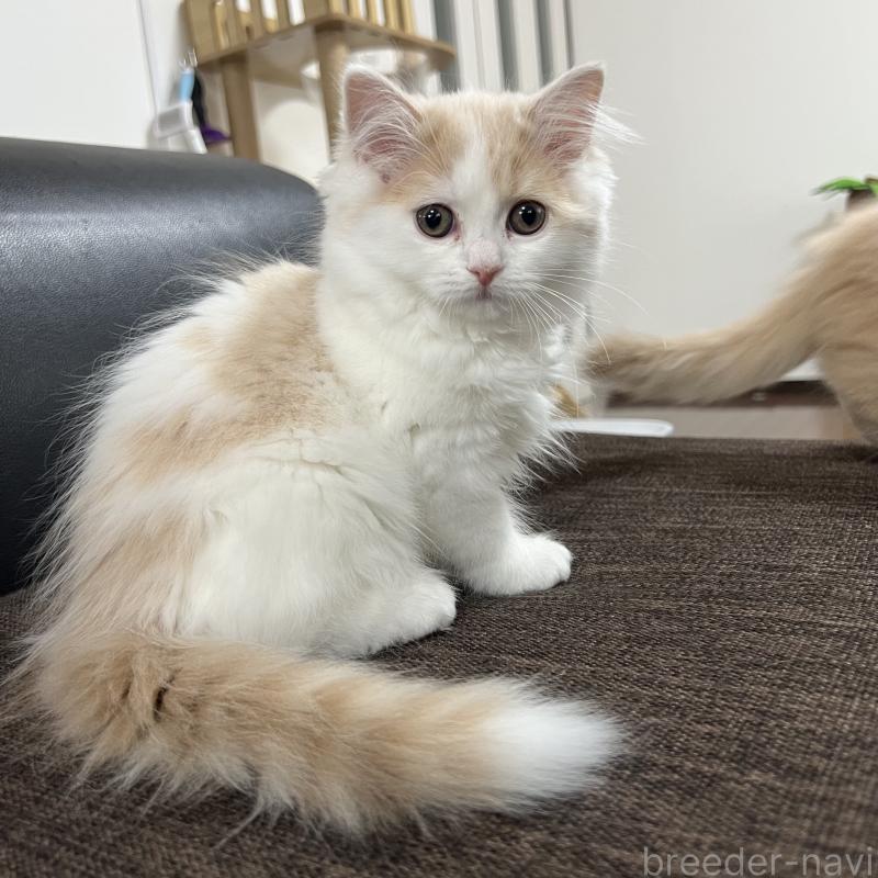 販売中の三重県のスコティッシュフォールド-129919の6枚目