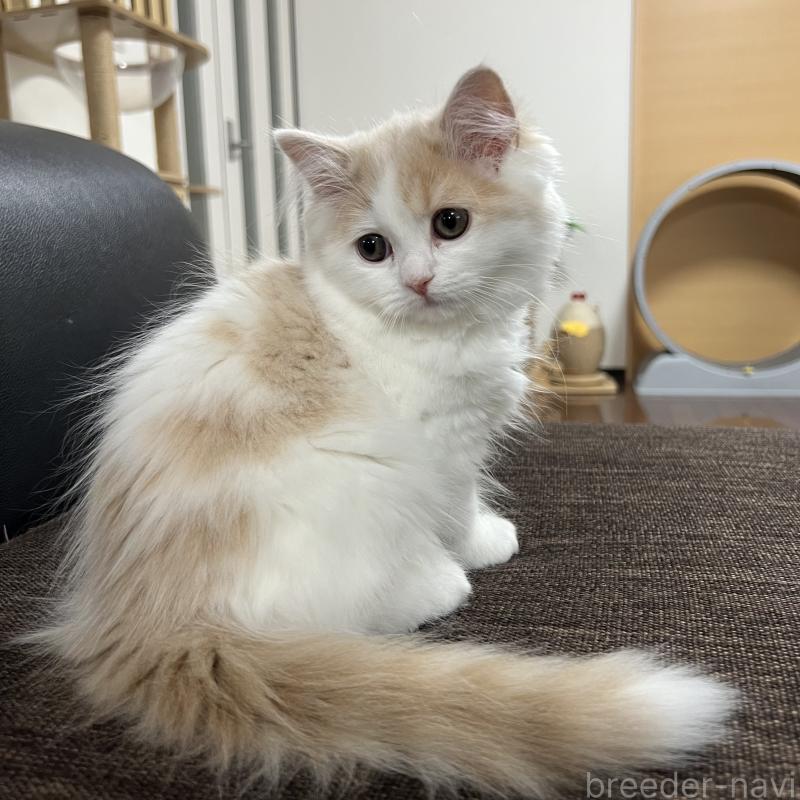 販売中の三重県のスコティッシュフォールド-129919の5枚目