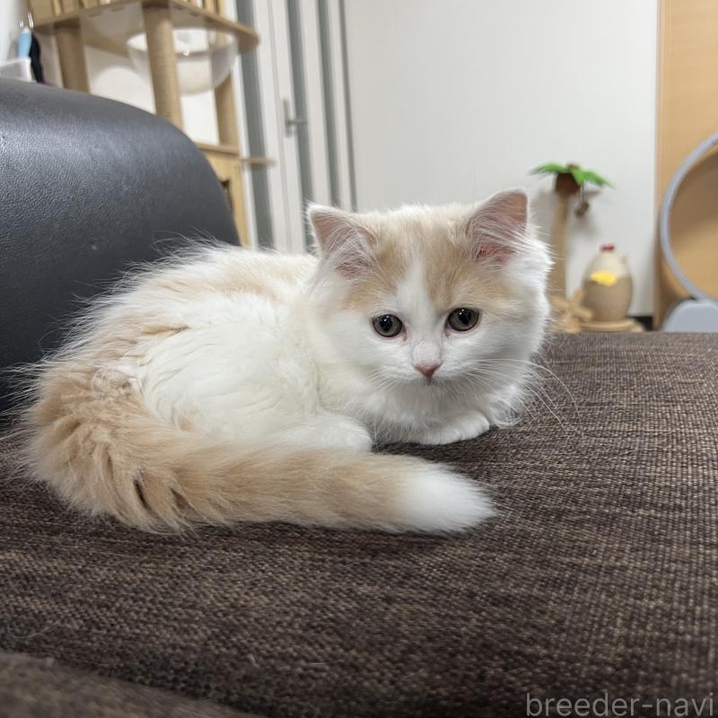 販売中の三重県のスコティッシュフォールド-129919の4枚目