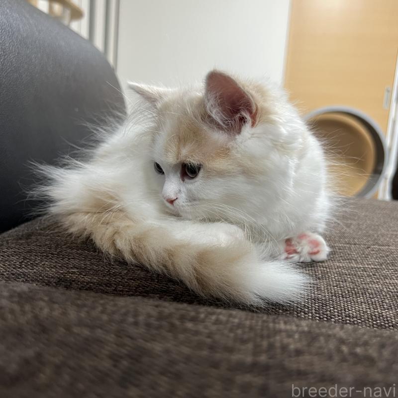 販売中の三重県のスコティッシュフォールド-129919の3枚目