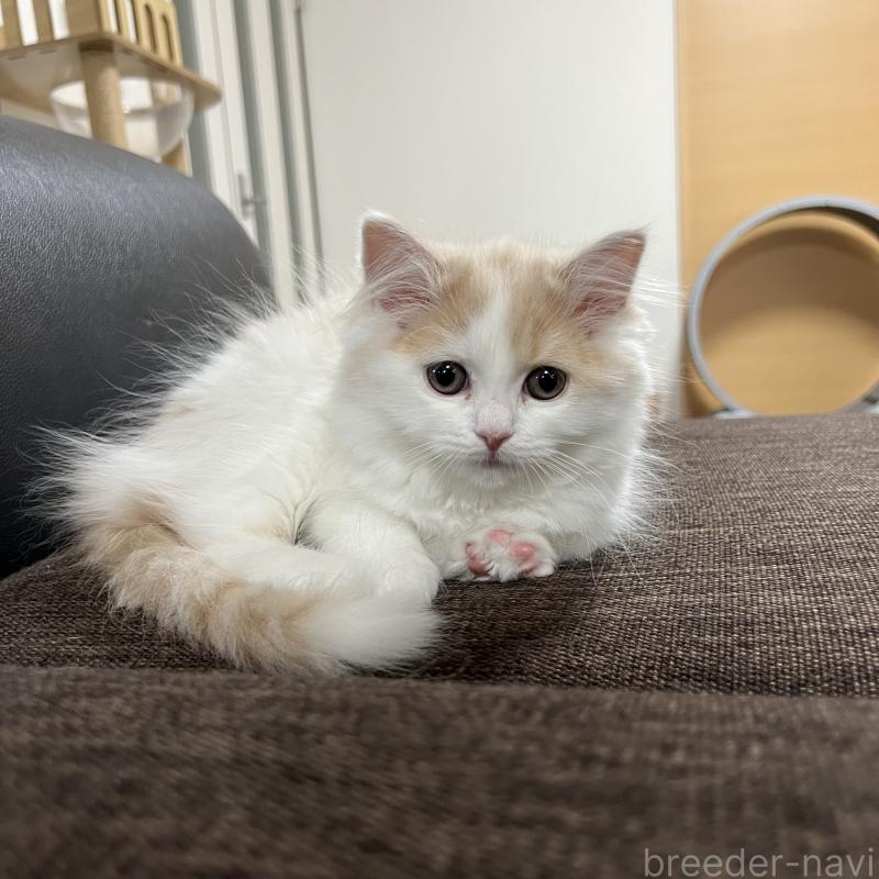 販売中の三重県のスコティッシュフォールド-129919の2枚目