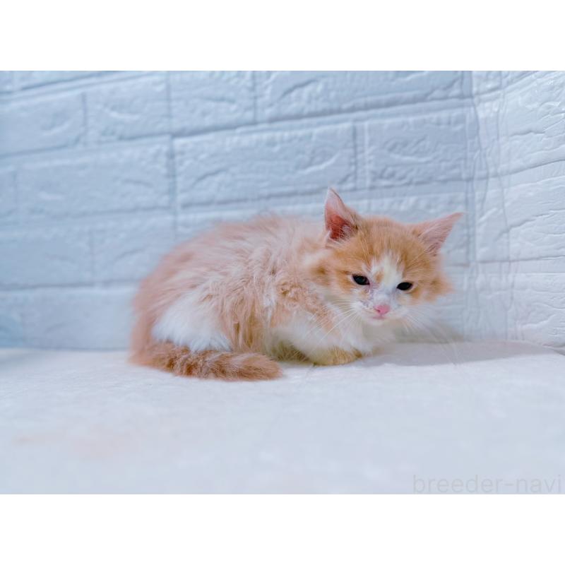 販売中の鹿児島県のミックス-129563の8枚目