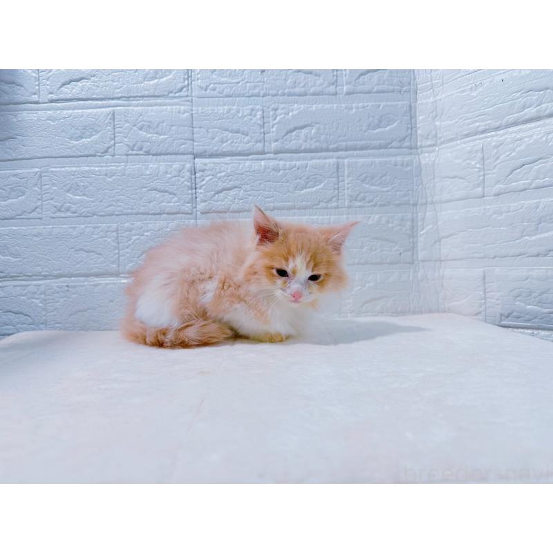 販売中の鹿児島県のミックス-129563の7枚目