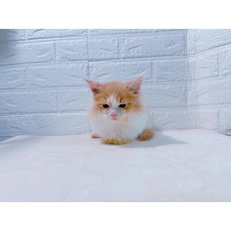 販売中の鹿児島県のミックス-129563の5枚目