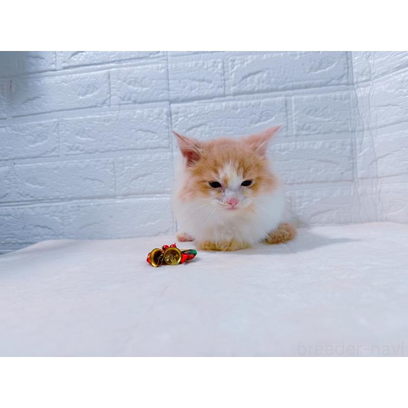 販売中の鹿児島県のミックス-129563の4枚目